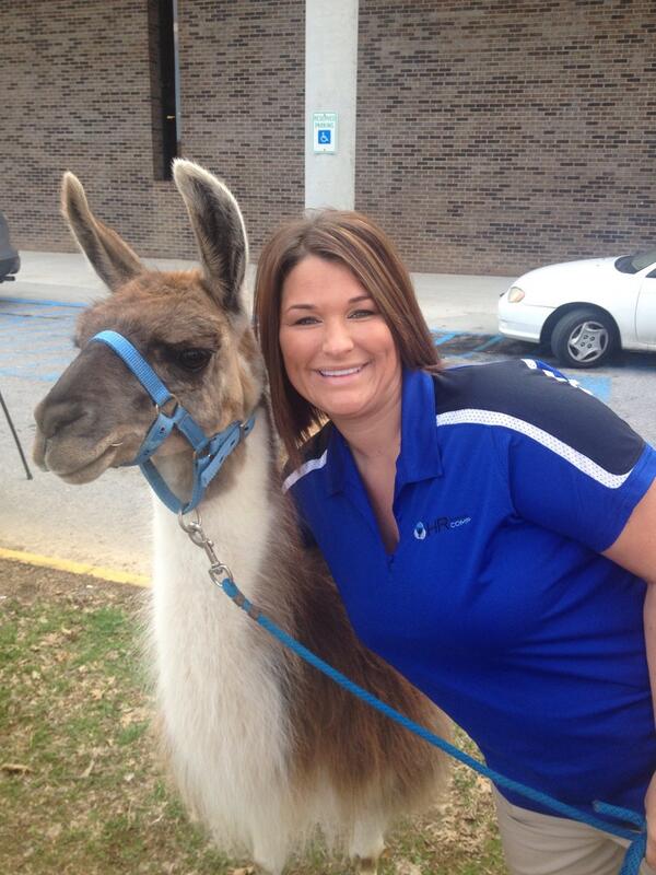 HR_Comp's tweet image. HRComp is the proud sponsor of The Great Llama Race this Saturday at The World's Fair Park!  Don't Miss It!!