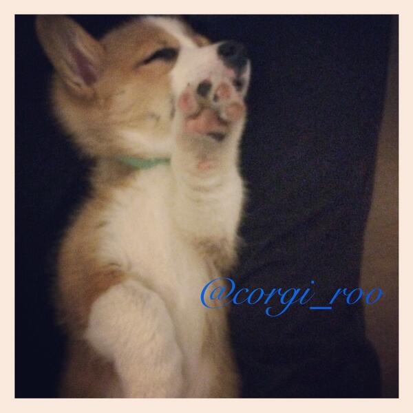 CorgiRoo's tweet image. Peas no more #pics #cute #corgi #puppy #paparazzi #dog #dailycorgi #paws #picoftheday  @buzzfeedanimals @CorgiNation