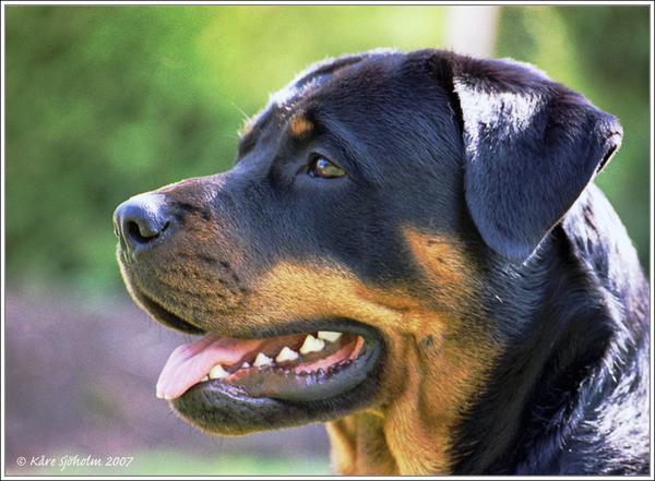 Trivial de #Rottweilers. ¿Te atreves? melopienso.com/blog/trivial-d…