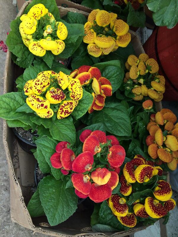 SalimiMehrdad's tweet photo. Spring flowers Nowrouz 93(2014-2015) http://t.co/whmSkE2Ef7