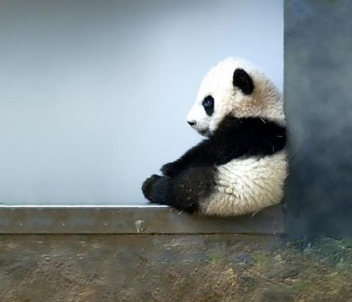 Bored Panda on Twitter: Bored Panda on Twitter: