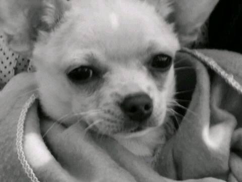 NikabmB's tweet photo. ...te como toa esa cara.... Preciosooo http://t.co/EXFB0hUQ57