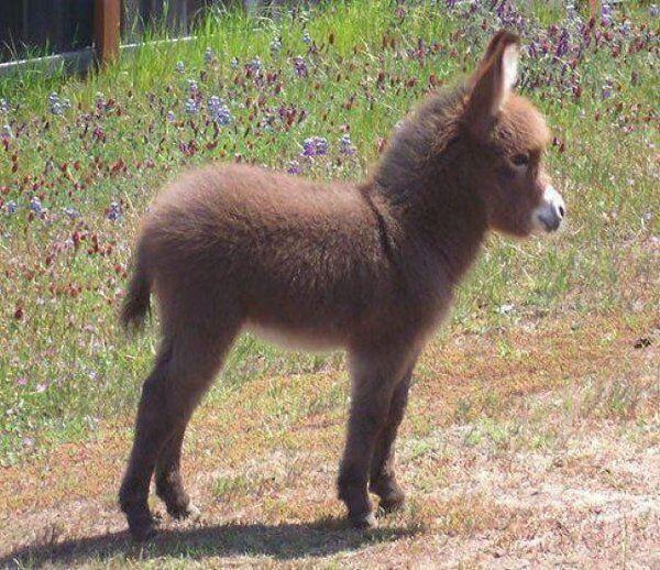 ThatsAnimals's tweet image. Super fluffy baby donkey