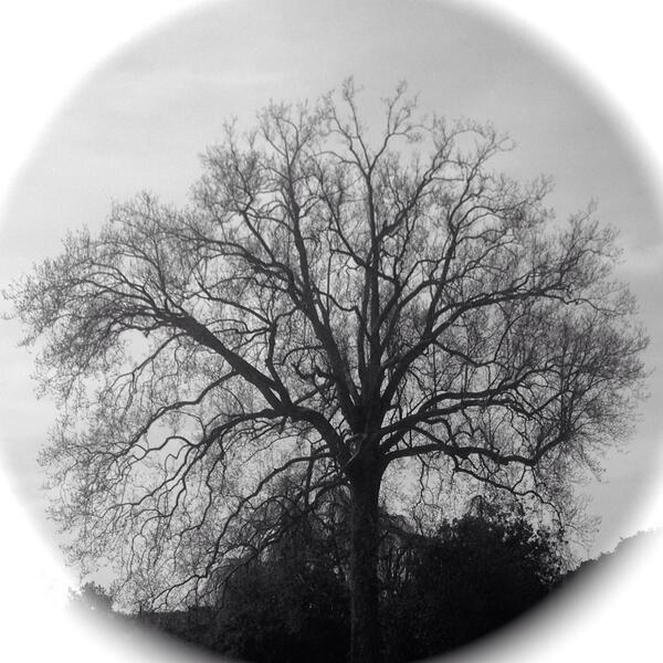 Merate2014's tweet image. #lalberodelleidee