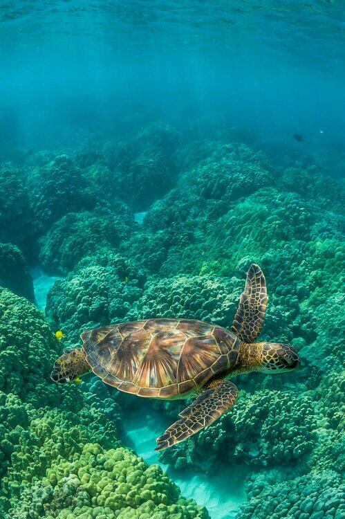 Demi_Mason13's tweet photo. @MrPriceCareers #welivefor #turtles #favorite #animal #passion http://t.co/xaVu4FUN23