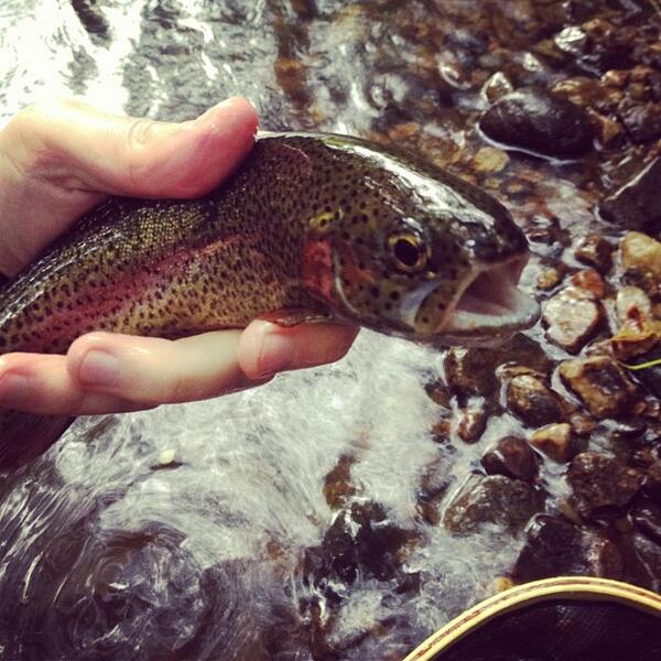iFishCT tweet picture