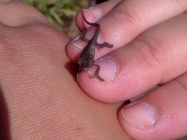 Matt Deitchman tweet media