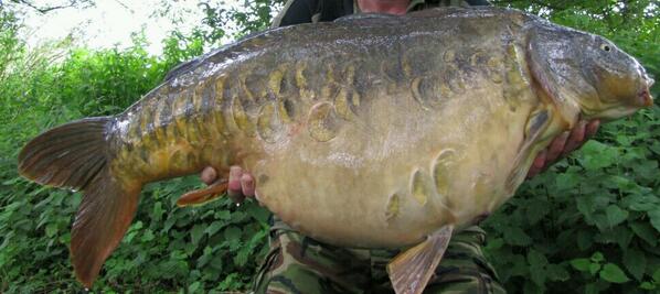 An amazing big #Norfolkcarp from a once no publicty lake
#carp
#carpfishing
#carpcrew