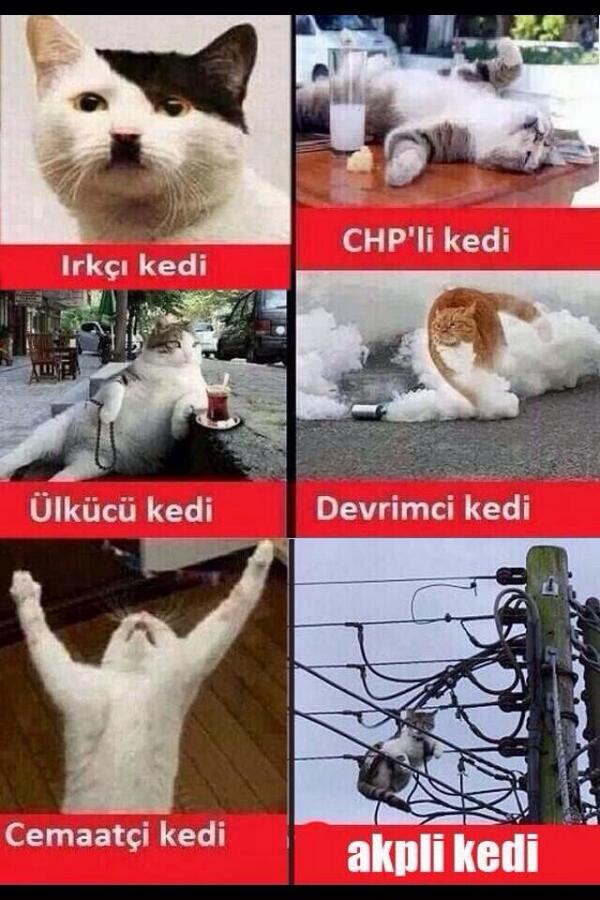 serdalgenc's tweet image. kediler...