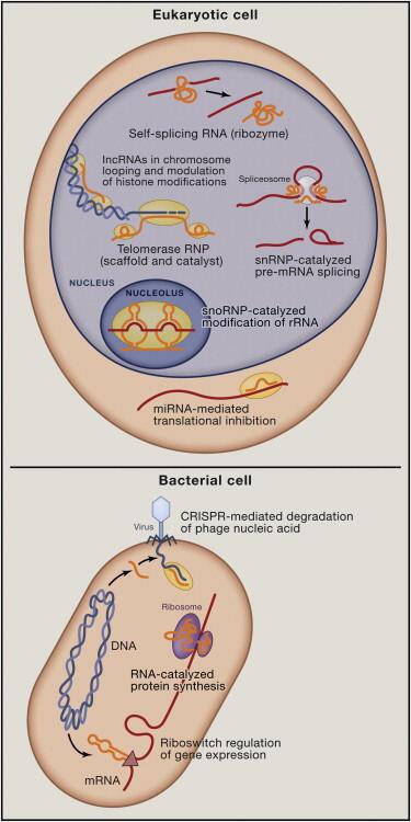 CellCellPress's tweet image. #NoncodingRNA Revolution! Cech Steitz on Breaking Old Rules, Defining New Ones #40YearsOfCell ow.ly/vj2GW