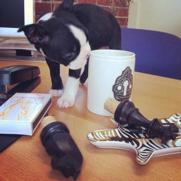 meringagency's tweet photo. One of the youngest interns we've had in a while! #officepuppy http://t.co/Cznvnnn5TS