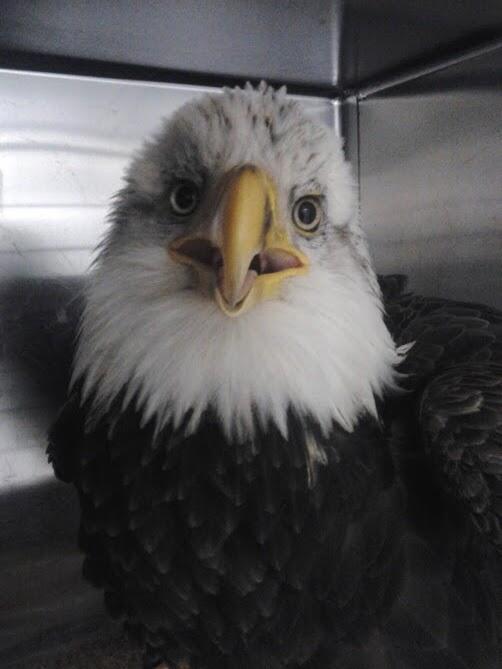 SSCritterCare's tweet photo. Keep an eye out for this eagle's story to be shared on our facebook page #saving #Animallover #baldeagle http://t.co/gMKB4IBNEB