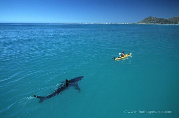 CarlosVerareal's tweet photo. RT @_Paisajes_: Gran tiburón blanco sigue un Kayak, Sudáfrica.
Foto de Thomas P. Peschak. http://t.co/nRDjJFa7M2 //Como en la pelìcula...