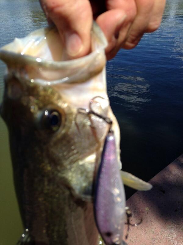 TsFishman's tweet image. #jackall squad minnow