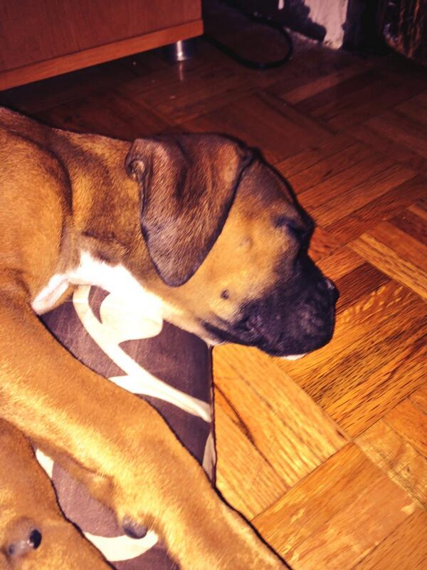 pedro_sugranes's tweet image. disque me acompaña modelado #intro3D LUNA ES GENIAL #SiendoGeniales #CaninosGeniales #modelado3D @escuelaescena