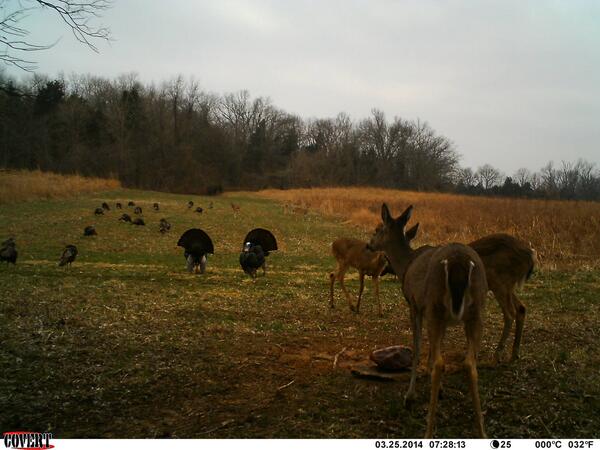 huntforceapp's tweet photo. Looks like a honey hole to me! Another awesome picture from a #covertcamera. #turkeytuesday http://t.co/vg9URgmHHk