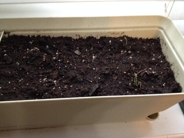 kbjsocial's tweet photo. After two weeks of waiting my cherry tomatoes are finally sprouting! http://t.co/eHLIOVNXLc