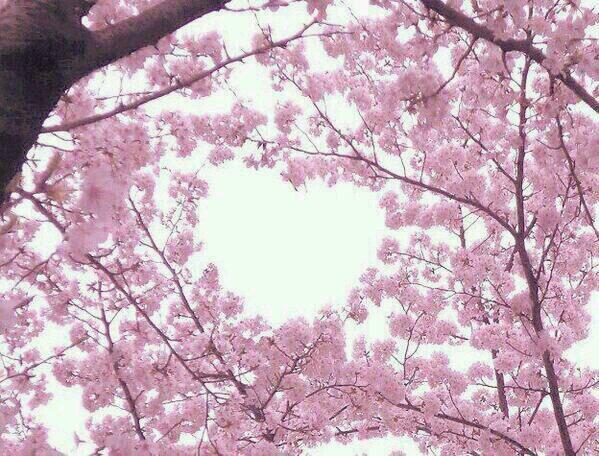 a_rin_eighter8's tweet photo. きれいやね http://t.co/N59gEIB8m7