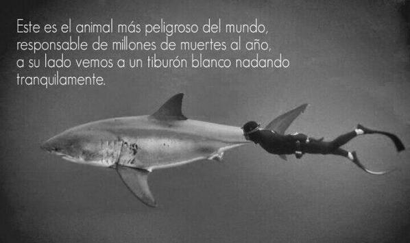 Tucentrodebuceo's tweet photo. ¡Buenos días! Cuidado si os encontrais al animal mas peligroso del mundo ;)
¡Feliz miércoles! http://t.co/QteFXEP0ky