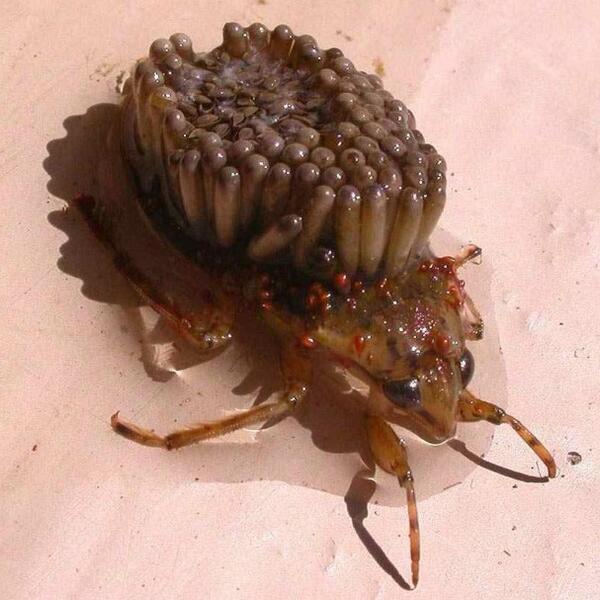 Insightedbl3ss's tweet image. rt this within 15 seconds or this will crawl into your bed tonight.. .