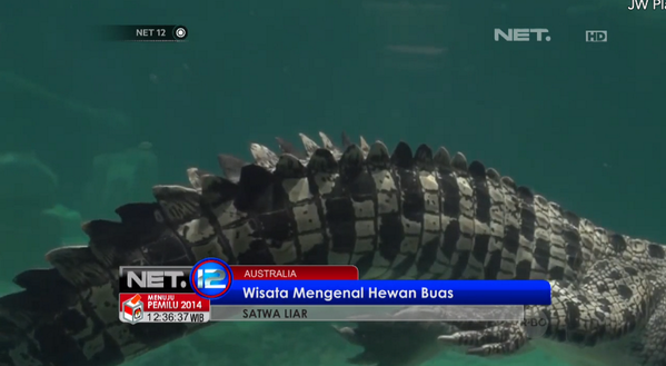 OfficialNETNews's tweet photo. Wisata buaya di Australia, pengunjung bisa memberi makan dan berenang di kolam buaya #NET12 http://t.co/6LKpH55Wrq