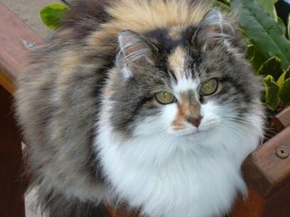 aimssblack's tweet image. #beautiful #cat #garfield #cutecats #pawshoutouts #jijija #pets #thedailykitten #dailydoseofkittens #love #bby #cute