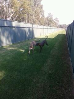 Rybora_Lizzie's tweet photo. Here is a photo of my best friend Belle and I going for a run today! Belle is also owned by my owners!🐾 http://t.co/zgnBui7052