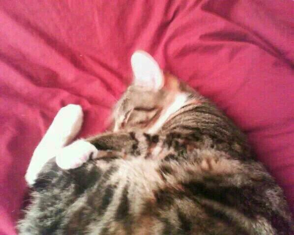 TomDragontattoo's tweet photo. #WakeUpLondon Someone always nicks your spot when you leave for work http://t.co/GC509dWb1q