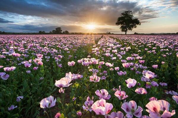 "Pink Spring" by Simon J Byrne #sunrise