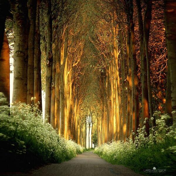Gabriele_Corno's tweet image. Cathedral, The Netherlands by Lars van de Goor
