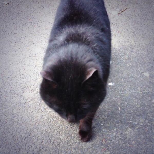 ScreamLiverpool's tweet image. Meow! What's my name #charity