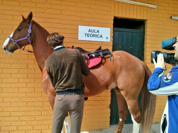 danielmanzaga's tweet image. @Pulliter y su cinturón inteligente para aprender equitación sin caerse del caballo. Pronto en #Fábricadeideas de TVE