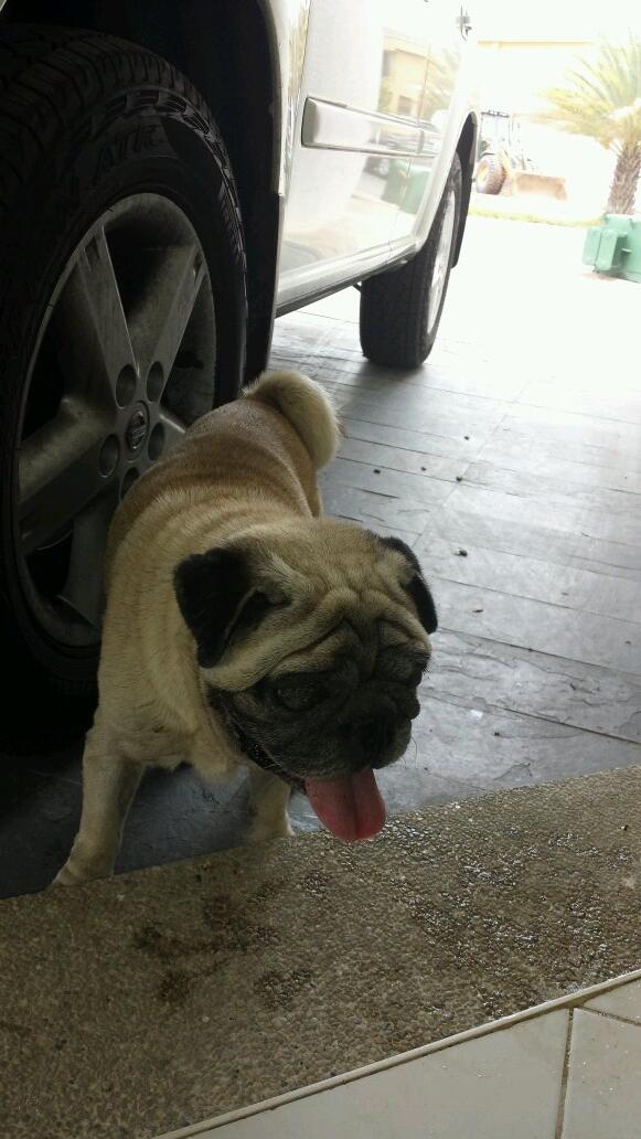 Tango_BME's tweet photo. SE BUSCA AL DUEÑO PERRO PUG beige cara chata negra hallado en Las Villas LECHERÍA Anz. 2/04 inf @missgamarra http://t.co/OhQxDnHm0p