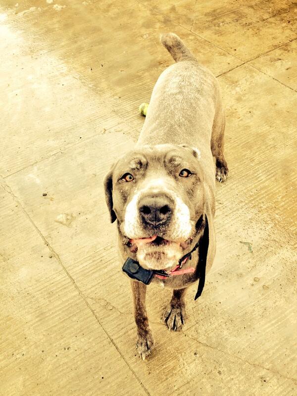 Kate15T's tweet image. My girl Bow just lovin a nice warm sprig day ❤️#canecorso #girlsbestfriend #springtimefun