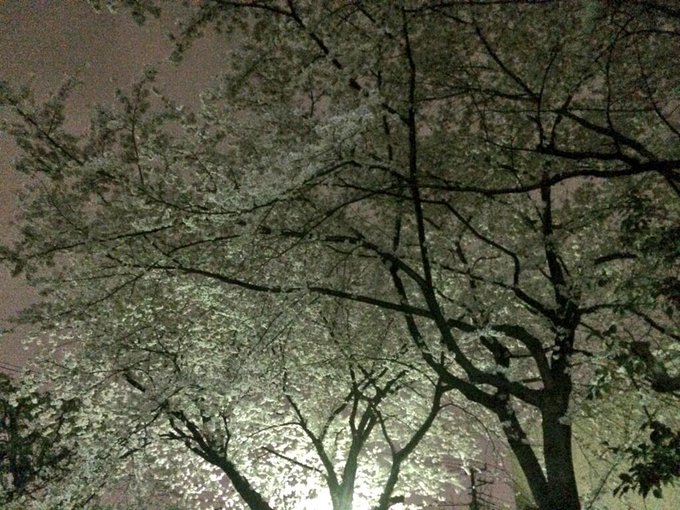 あ、写真載せるの忘れた(^^;; 綺麗でしょd(^o^o)♪ http://t.co/EXGlLAWAVs