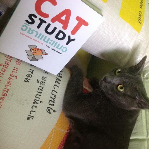 tamissuffer's tweet image. #catstudy :D