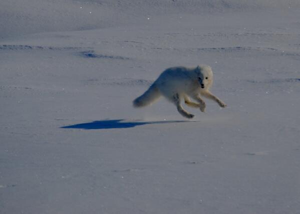 drjoelberger's tweet photo. Check out this Arctic fox we saw galloping through the snow on Wrangel I. during our muskoxen surveys. http://t.co/fNmBkGfDIx