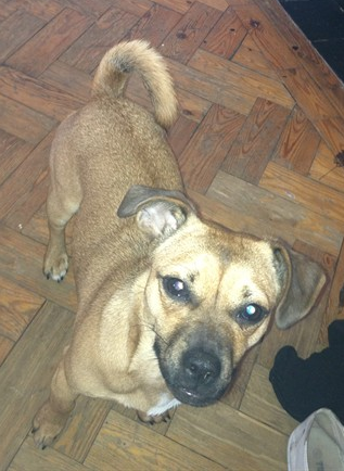 stolenandstray's tweet photo. @thurrockme #Missing #Grays #Essex. Jack Russell x Pug bitch, small &amp; friendly. Loves attention. Pls RT http://t.co/uy8XWwi4Za