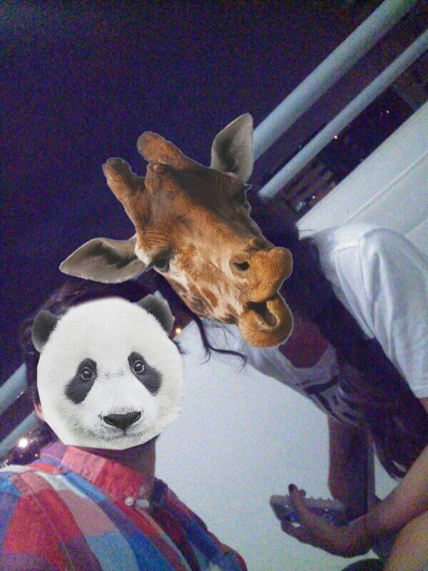 andreaprugolf's tweet photo. @estefaniasv la novia de la Twitter #caraejirafa http://t.co/ccgtLsInWU