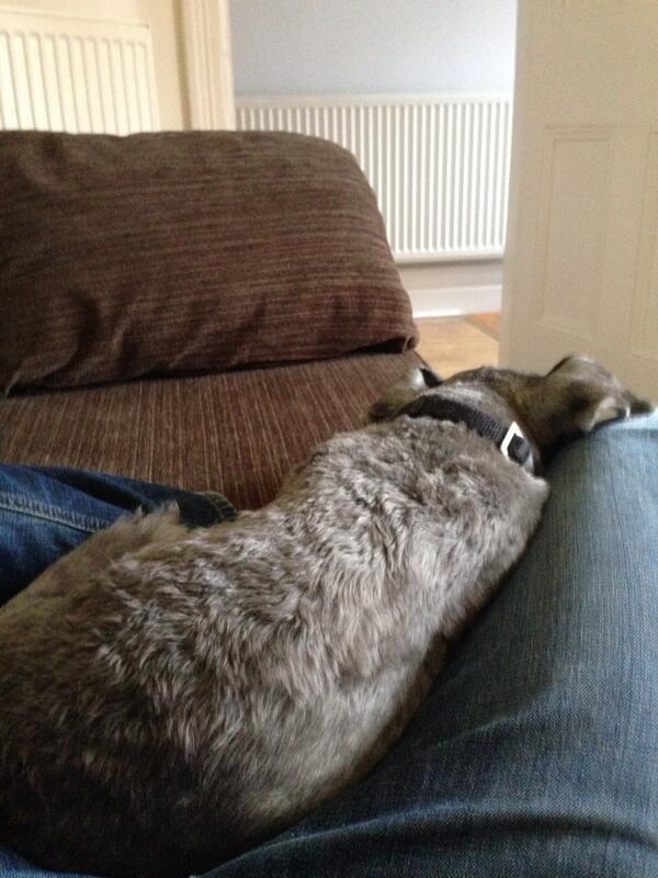 melonpharmer's tweet image. Hanging with @Colin_Schnauzer #recovery #runnertips #rest