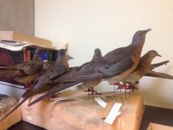 @ROMBiodiversity this is a test