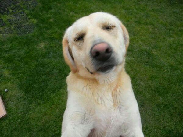 Berta_Arrouch's tweet photo. El temporal termina. Df porfavor el no pued qdar en la casa dond lo stan cuidan2 @Siliconvalle @TonkaTP @animal_ON RT http://t.co/9Dt42Up6TG