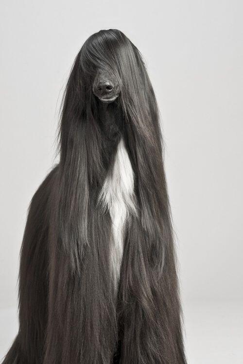 ThatsAnimals's tweet photo. #LongHairDontCare http://t.co/Ont3JIcVeb
