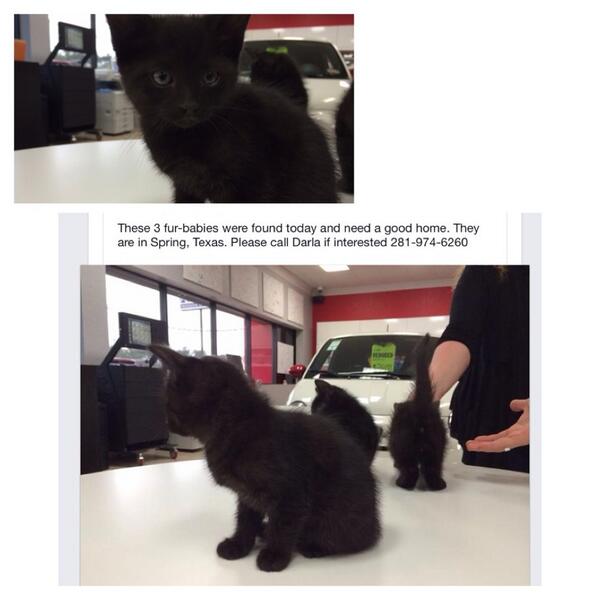 Suburbiavet's tweet photo. 3 kittens in need of a good home! Call the number right away! #Cats #kittens #adoption #Adoptable #adorable http://t.co/qRa6JegBLQ