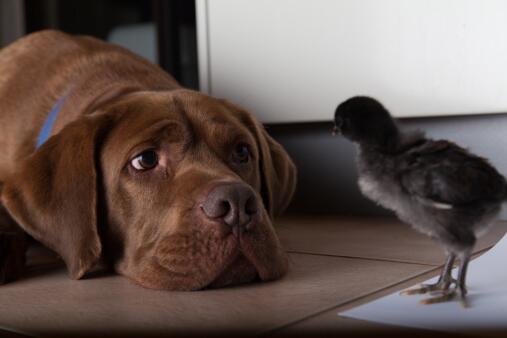 ¡Mira más allá de la edad! Un perrito adulto es un compañero que te dará mucho amor. #Adopta > goo.gl/ZOW5qI