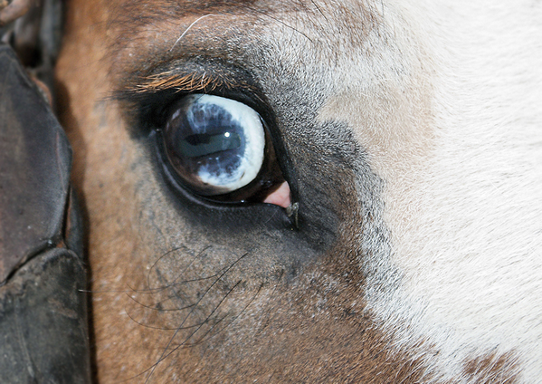 AnnaHPhotog's tweet image. HDM Focus feature: EXCELLENT EQUINES = Your #photo published on our website! hawkinsdigitalmedia.wordpress.com/photo-focus