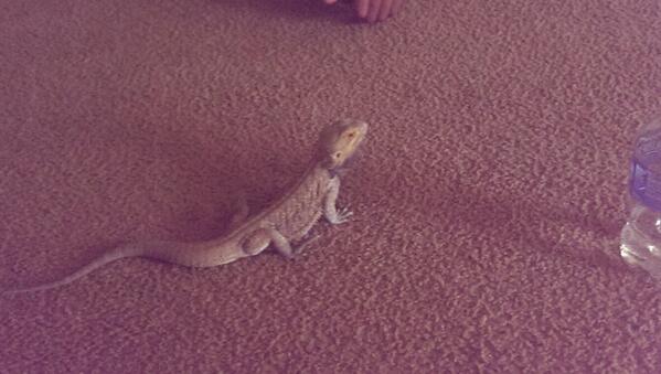 LarryDevon919's tweet photo. My nephews new bearded dragon, Nash http://t.co/0c3LhxOc5P
