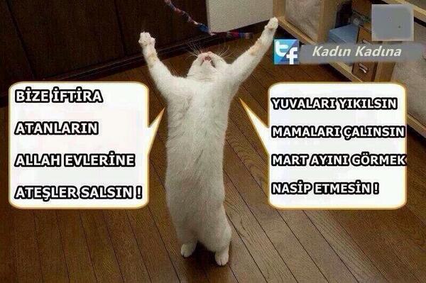 En sevdiğim kedi işi 2