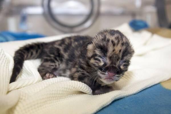 mimo_546's tweet photo. @BabyAnimalPics Un cucciolo di leopardo nebuloso <3 http://t.co/apm3QpeS3l