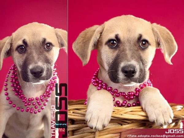 JOSS! Cachorra nacida el 2 de nov aprox, será talla mediana, UNIQUE MIX, super coqueta, tímida y juguetona! #Adopta